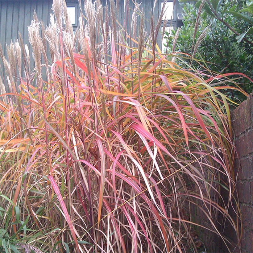 Miscanthus sinensis Ghana (Porto)