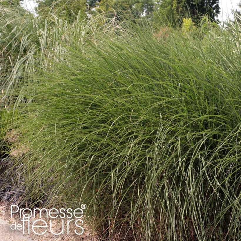 Miscanthus sinensis Gnom (Porto)