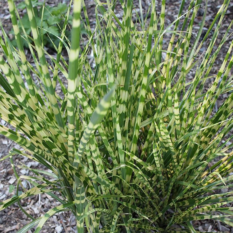 Miscanthus sinensis Gold Bar (Fogliame)