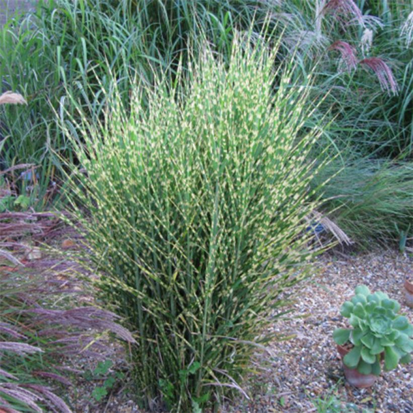 Miscanthus sinensis Gold Bar (Porto)