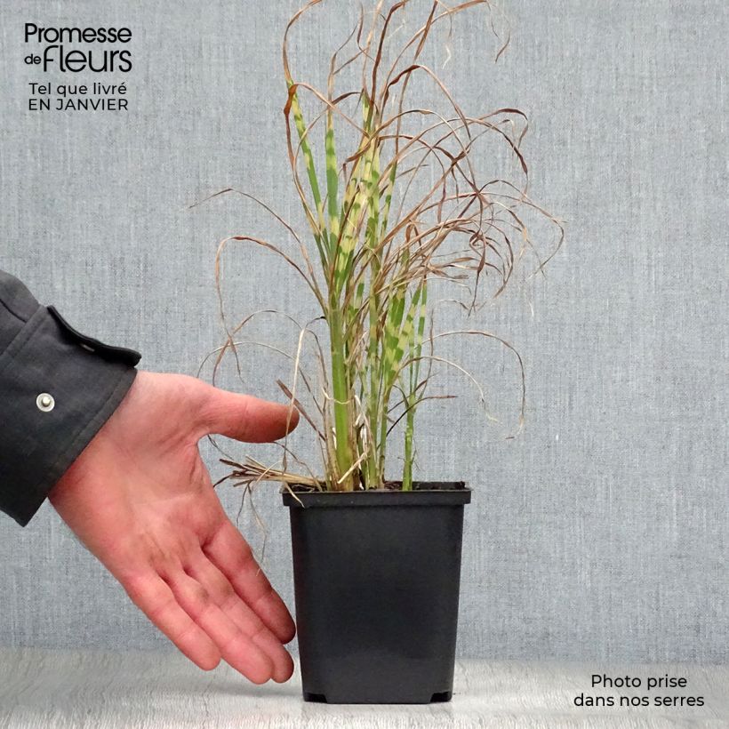 Miscanthus sinensis Gold Bar - Roseau de Chine Godet de 9cm esemplare consegnato in inverno