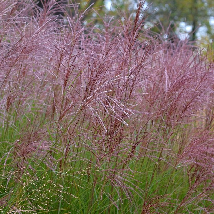 Miscanthus sinensis Gracillimus (Fioritura)