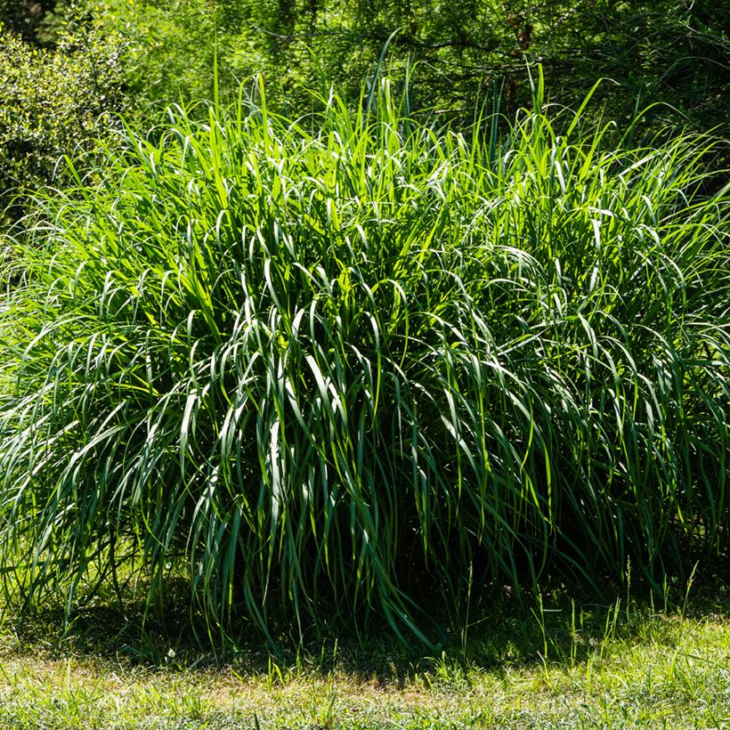 Miscanthus sinensis Gracillimus (Porto)