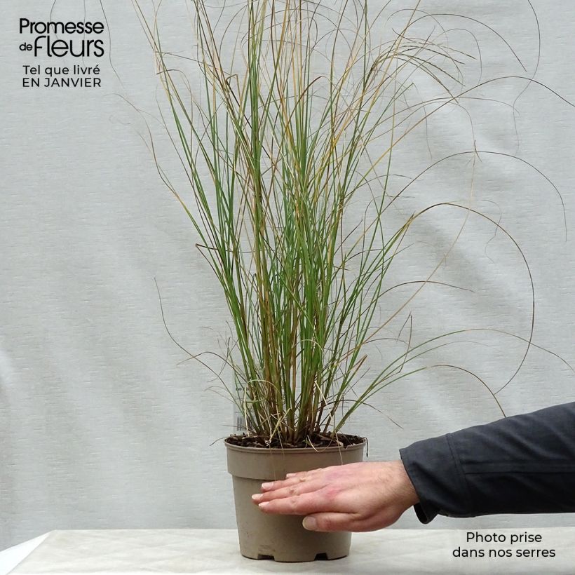 Miscanthus sinensis Gracillimus en pot de 2L3L esemplare consegnato in inverno