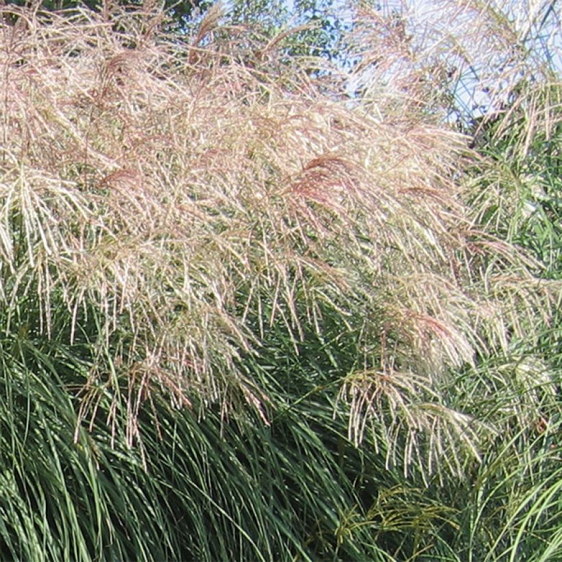 Miscanthus sinensis Graziella (Fioritura)