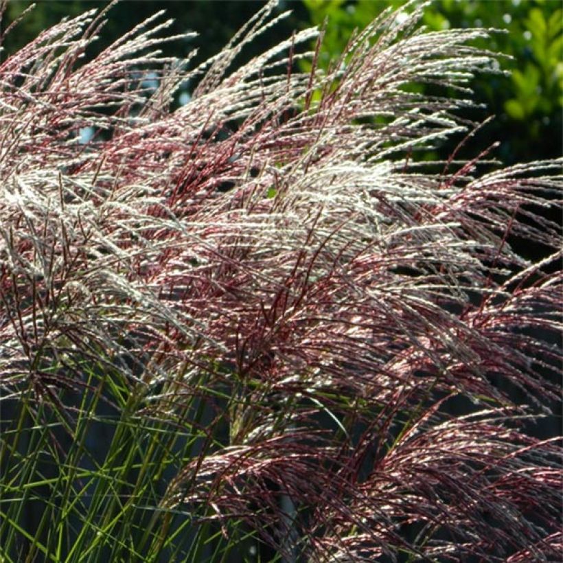 Miscanthus sinensis Grosse Fontäne (Fioritura)