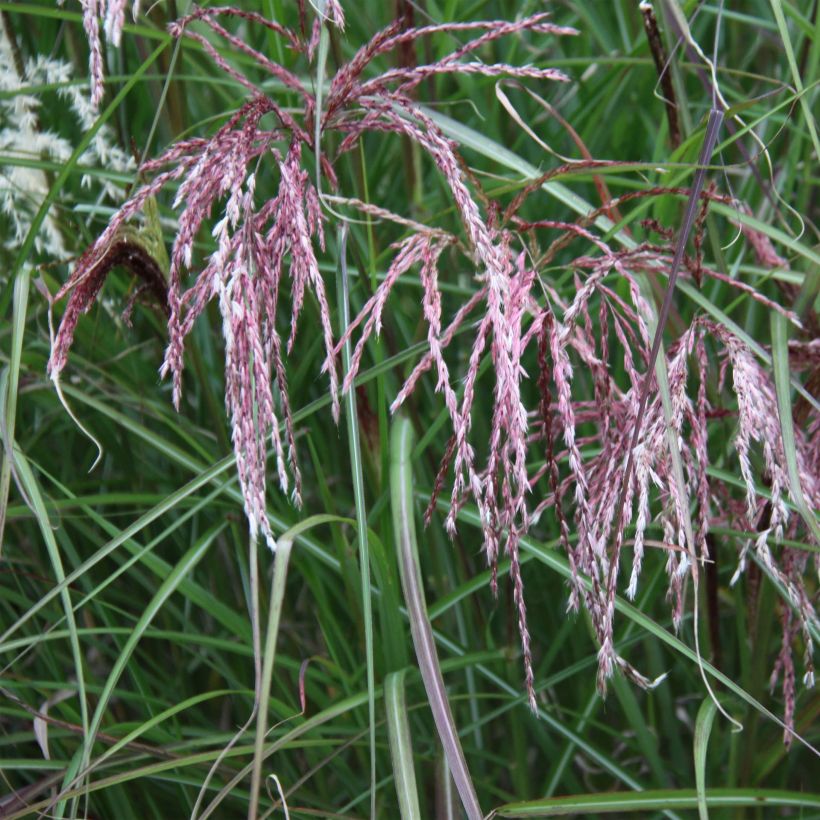 Miscanthus sinensis Kaskade (Fioritura)