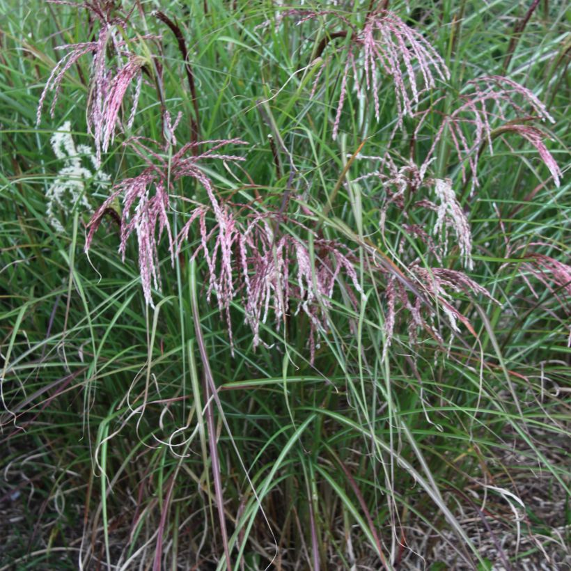 Miscanthus sinensis Kaskade (Porto)