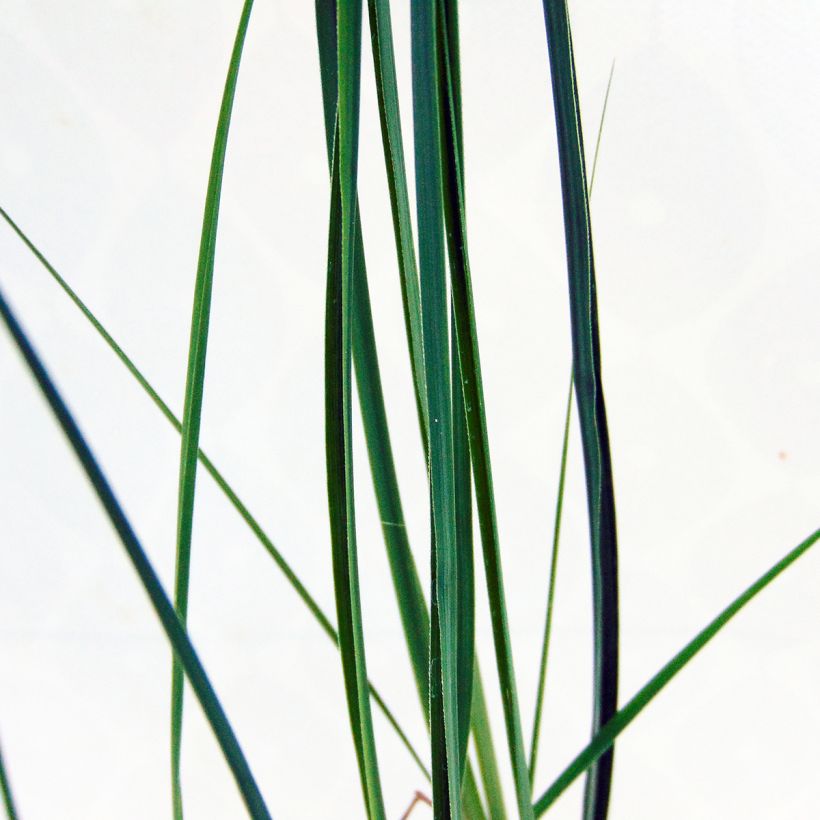 Miscanthus sinensis Kleine Fontäne (Fogliame)