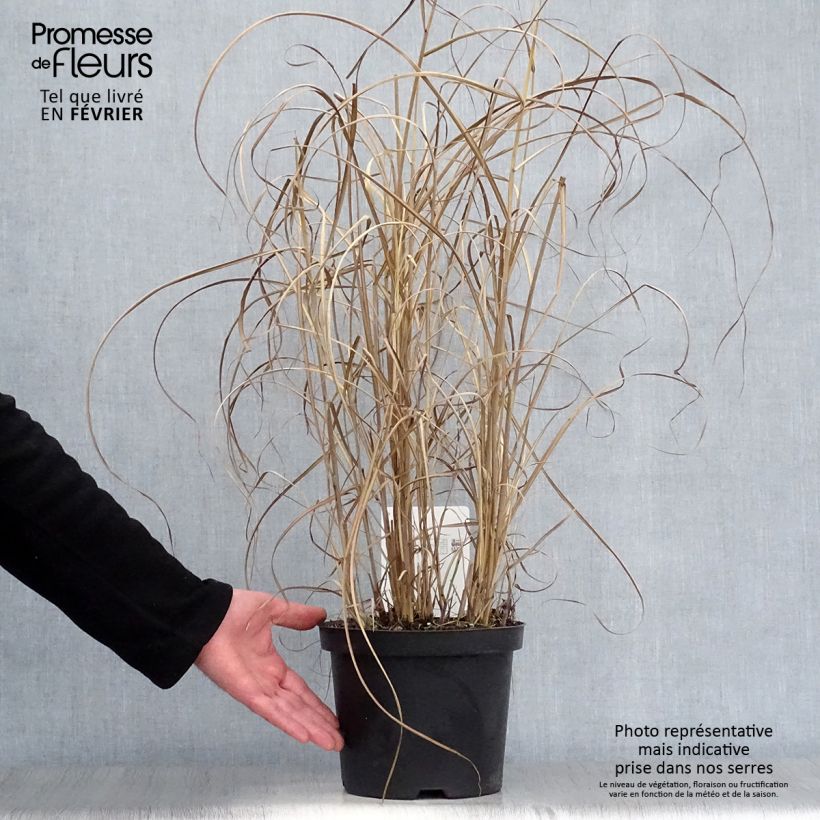 Miscanthus sinensis Kleine Fontäne (Petite Fontaine) en pot de 4L/5L esemplare consegnato in inverno