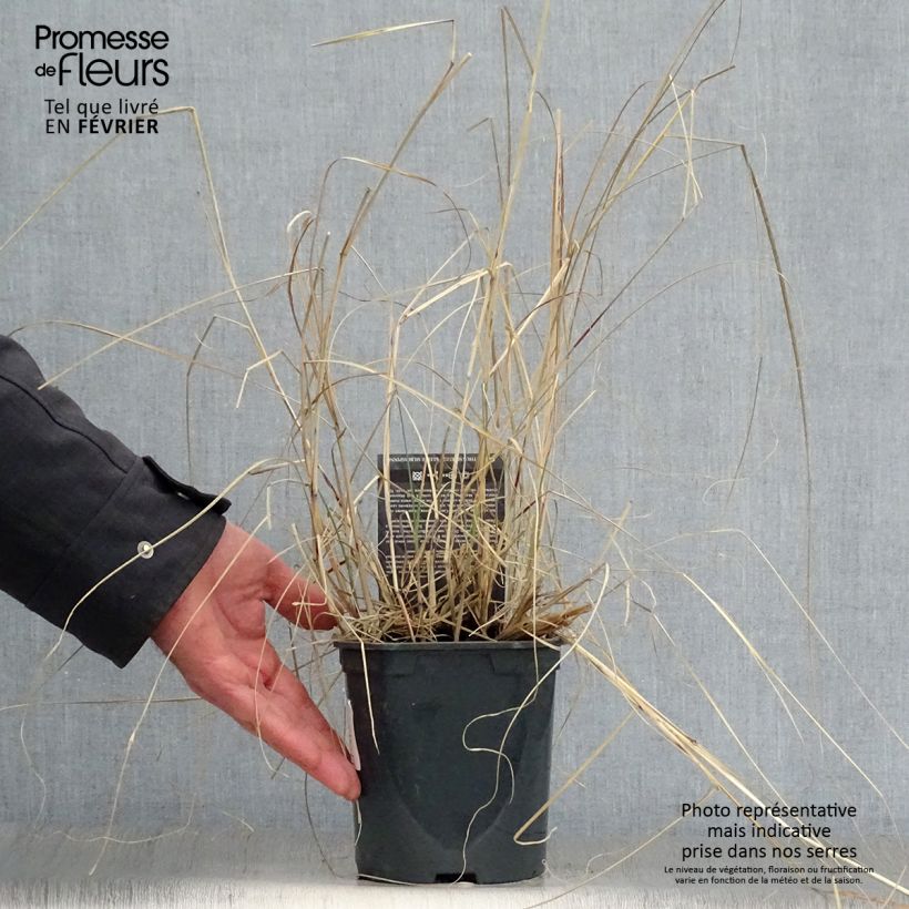 Miscanthus sinensis Kleine Silberspinne - pot de 4L/5L esemplare consegnato in inverno