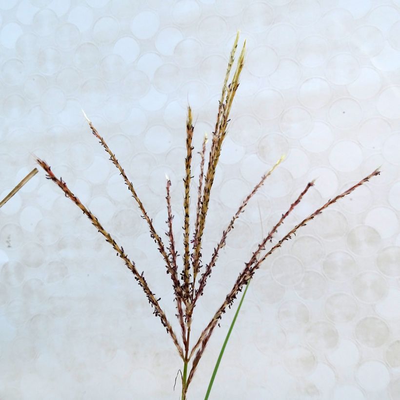 Miscanthus sinensis Kleine Silberspinne (Fioritura)