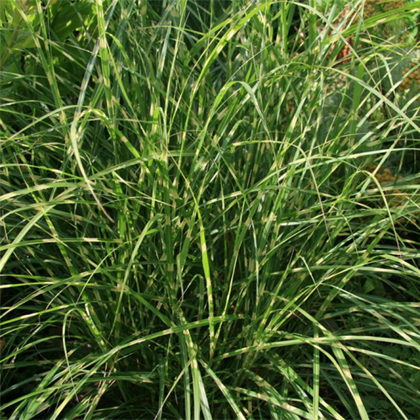 Miscanthus sinensis Little Zebra (Fogliame)