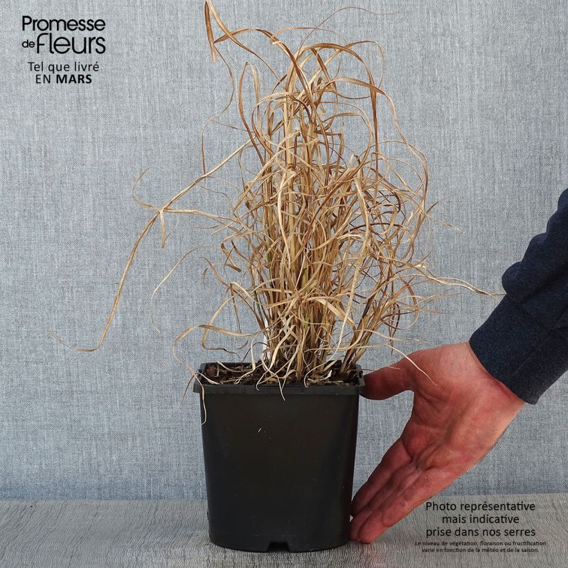 Miscanthus sinensis Little Zebra  - Roseau de Chine panaché en en pot de 2/3 litres esemplare consegnato in inverno