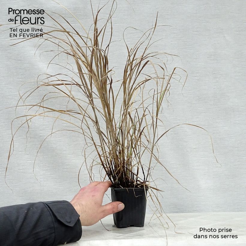 Miscanthus sinensis Little Zebra - Roseau de Chine panaché en godet de 9 cm esemplare consegnato in inverno