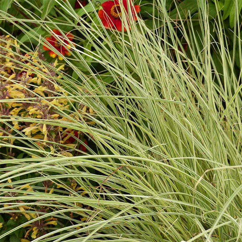 Miscanthus sinensis Morning Bright (Fogliame)