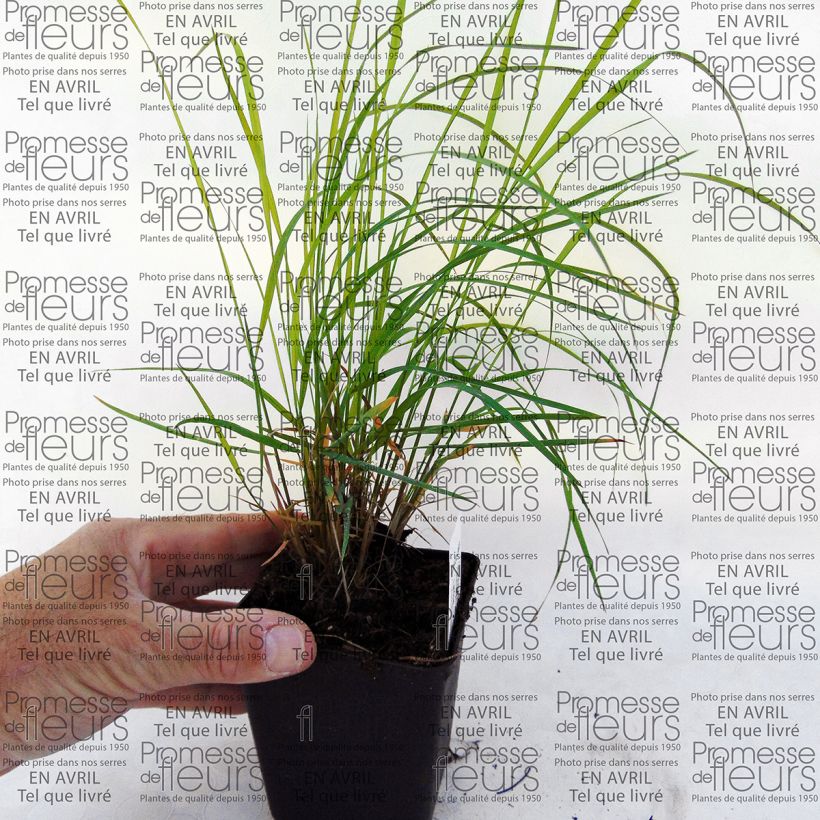 Esempio di esemplare Miscanthus sinensis Morning Bright - Roseau de Chine Godet de 8/9 cm come consegnato