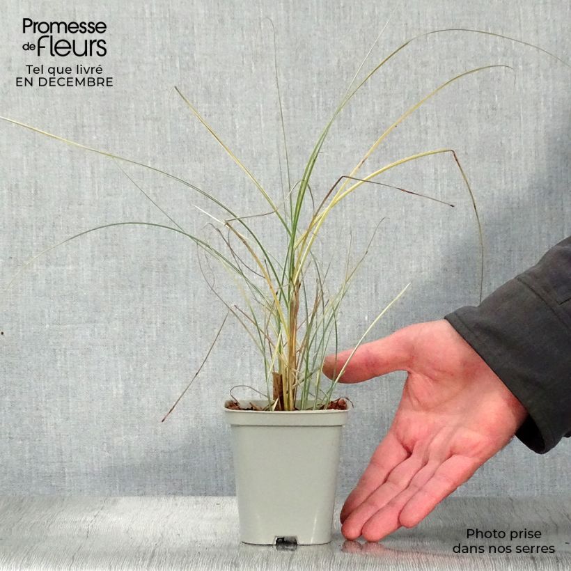 Miscanthus sinensis Morning Light godet de 9cm esemplare consegnato in inverno