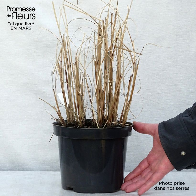 Miscanthus sinensis Morning Light Pot de 2L/3L esemplare consegnato in inverno