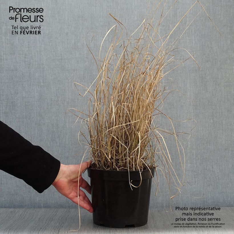 Miscanthus sinensis Morning Light en pot de 10L esemplare consegnato in inverno