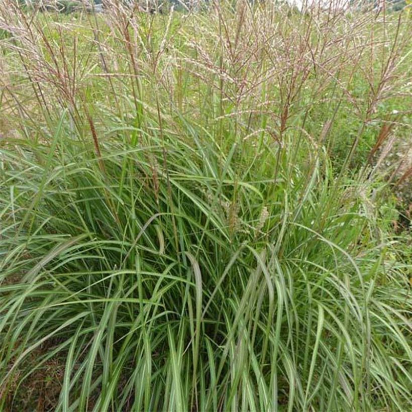 Miscanthus sinensis Purple Fall (Fogliame)