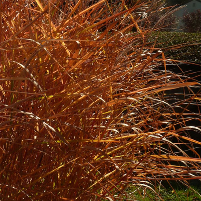 Miscanthus sinensis Purpurascens (Fogliame)