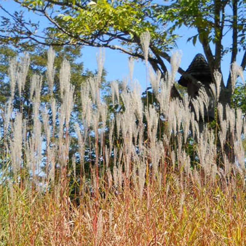 Miscanthus sinensis Purpurascens (Fioritura)