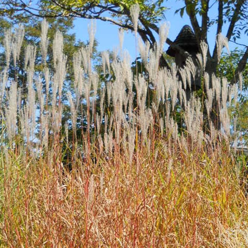 Miscanthus sinensis Purpurascens (Porto)