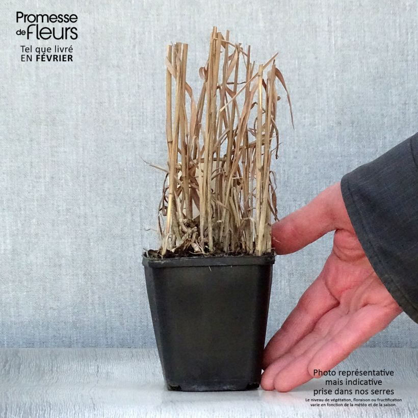 Miscanthus sinensis Purpurascens, Eulalie en godet de 9 cm esemplare consegnato in inverno