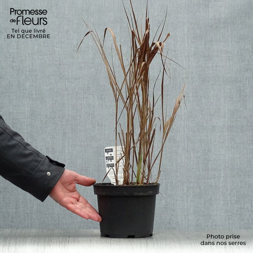 Miscanthus sinensis Purpurascens, Eulalie en pot de 2/3 litres esemplare consegnato in inverno