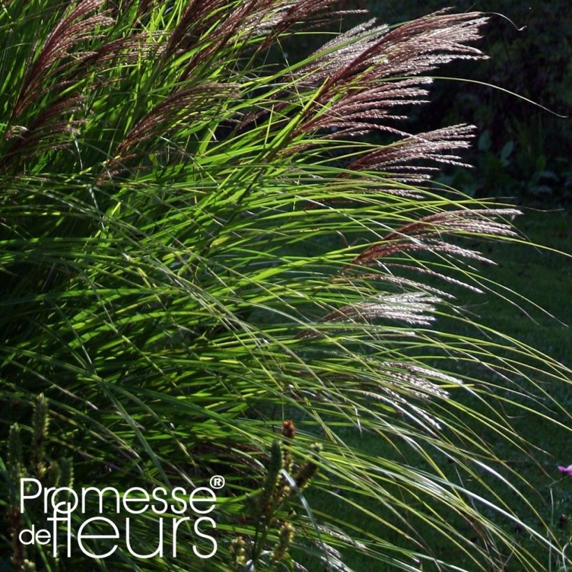 Miscanthus sinensis Red Chief (Fogliame)