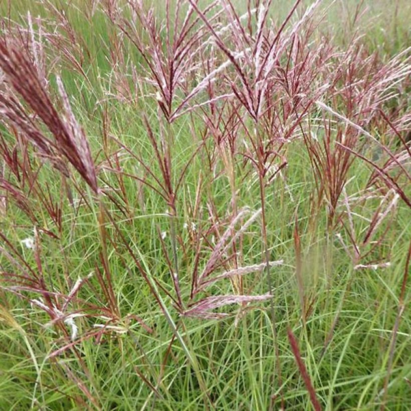 Miscanthus sinensis Red Chief (Fioritura)