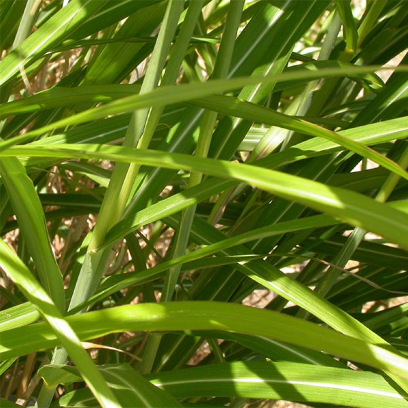 Miscanthus sinensis Roland (Fogliame)