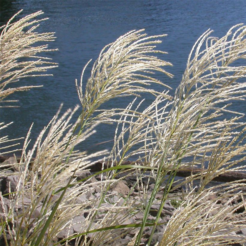 Miscanthus sinensis Roland (Fioritura)