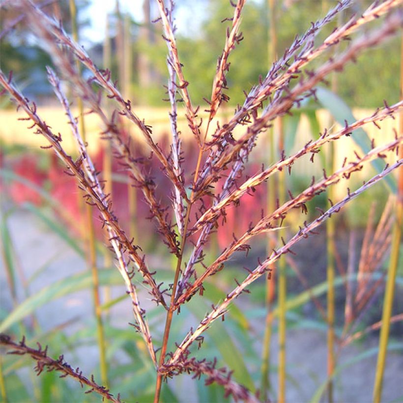 Miscanthus sinensis Rotsilber (Fioritura)