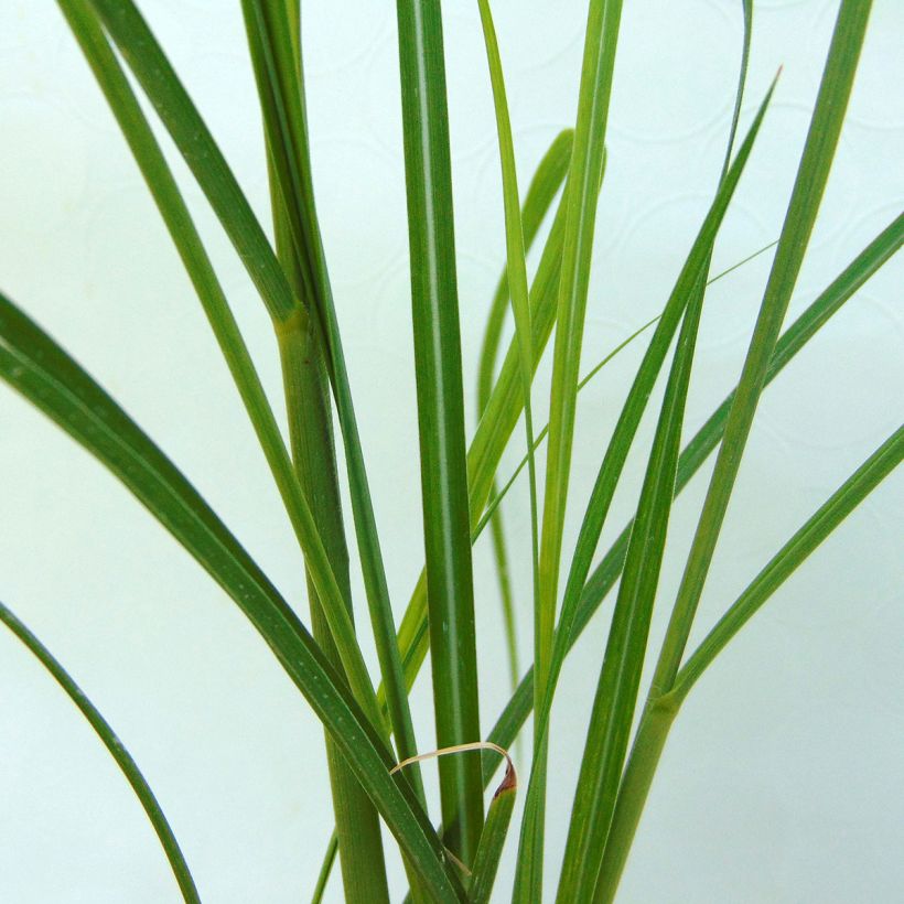 Miscanthus sinensis Rotsilber (Fogliame)