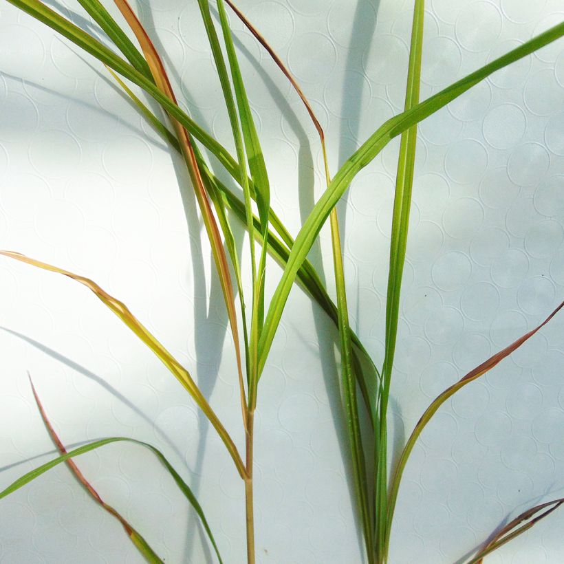 Miscanthus sinensis Silberfeder (Fogliame)