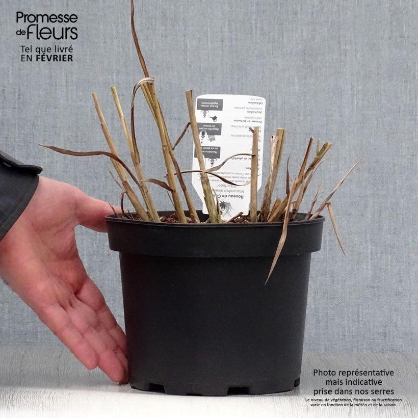 Miscanthus sinensis Silberfeder - Roseau de Chine en pot de 2/3 litres esemplare consegnato in inverno