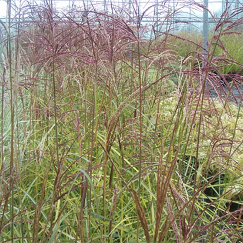 Miscanthus sinensis Silberspinne (Fogliame)