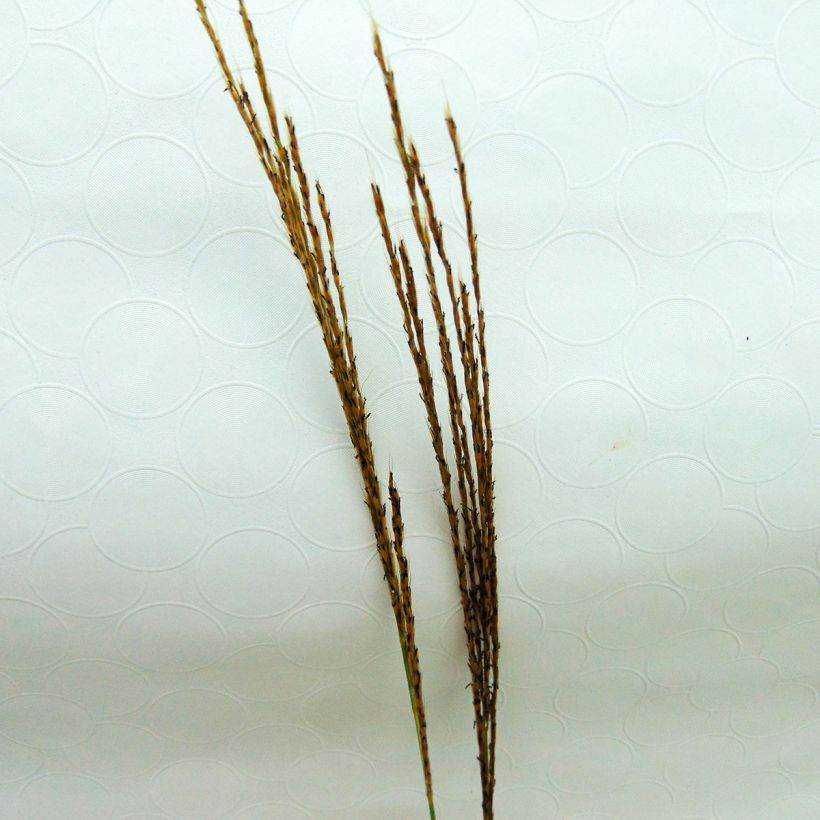 Miscanthus sinensis Silberspinne (Fioritura)