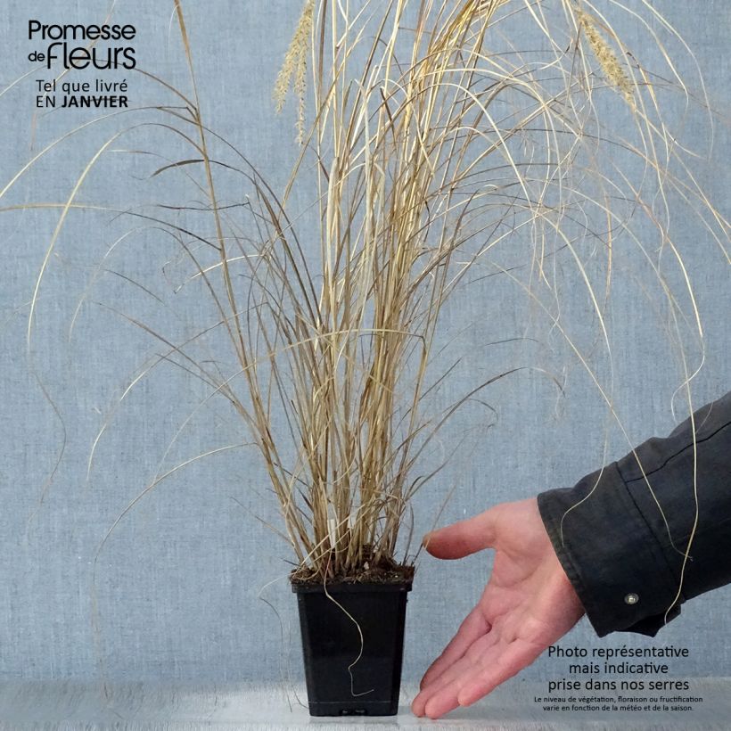 Miscanthus sinensis Silberspinne - Roseau de Chine Godet de 9cm esemplare consegnato in inverno