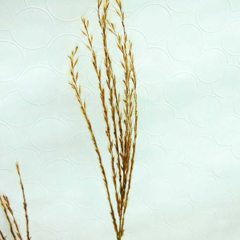 Miscanthus sinensis Sirene (Fioritura)