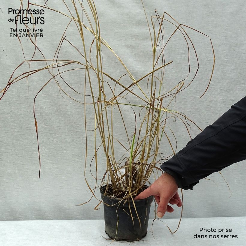 Miscanthus sinensis Variegatus - Roseau de Chine en pot de 2L/3L esemplare consegnato in inverno