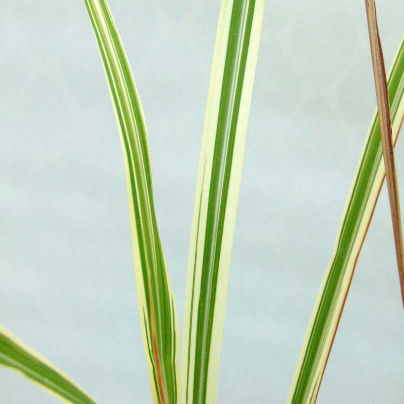 Miscanthus sinensis Variegatus (Fogliame)