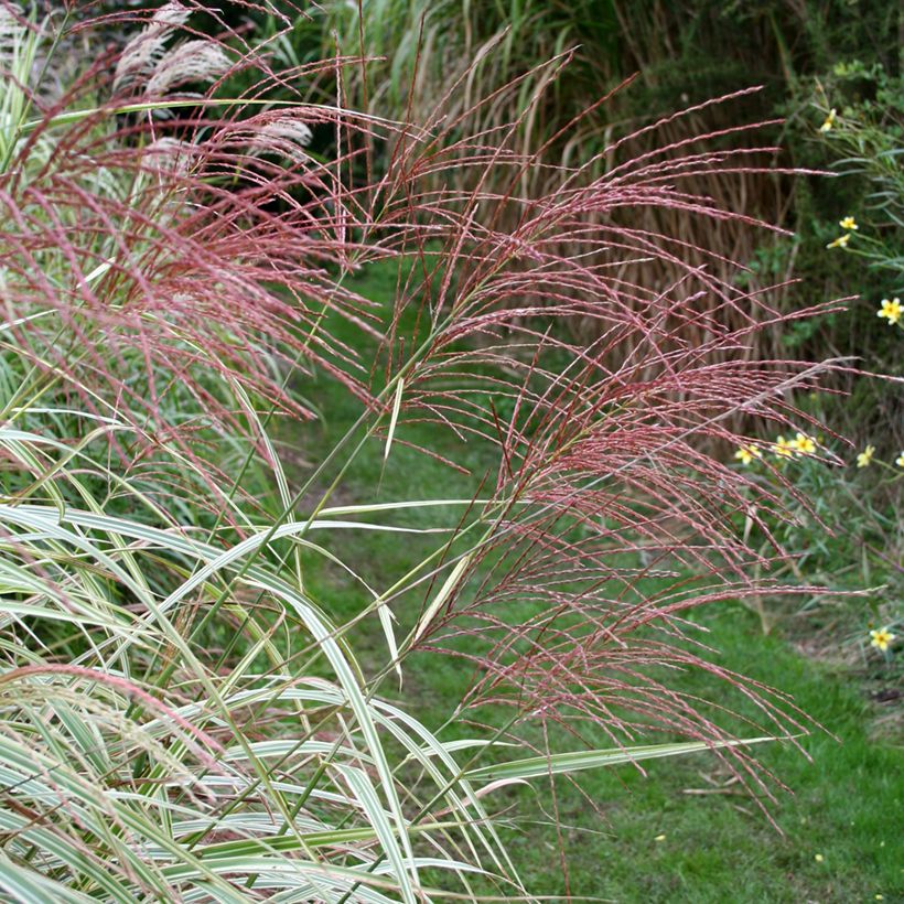 Miscanthus sinensis Variegatus (Fioritura)