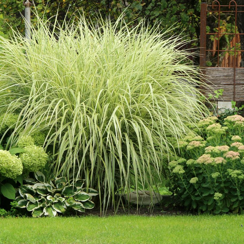 Miscanthus sinensis Variegatus (Porto)