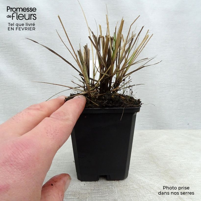 Miscanthus sinensis Yaku-Jima - Roseau de Chine en godet de 8 cm esemplare consegnato in inverno