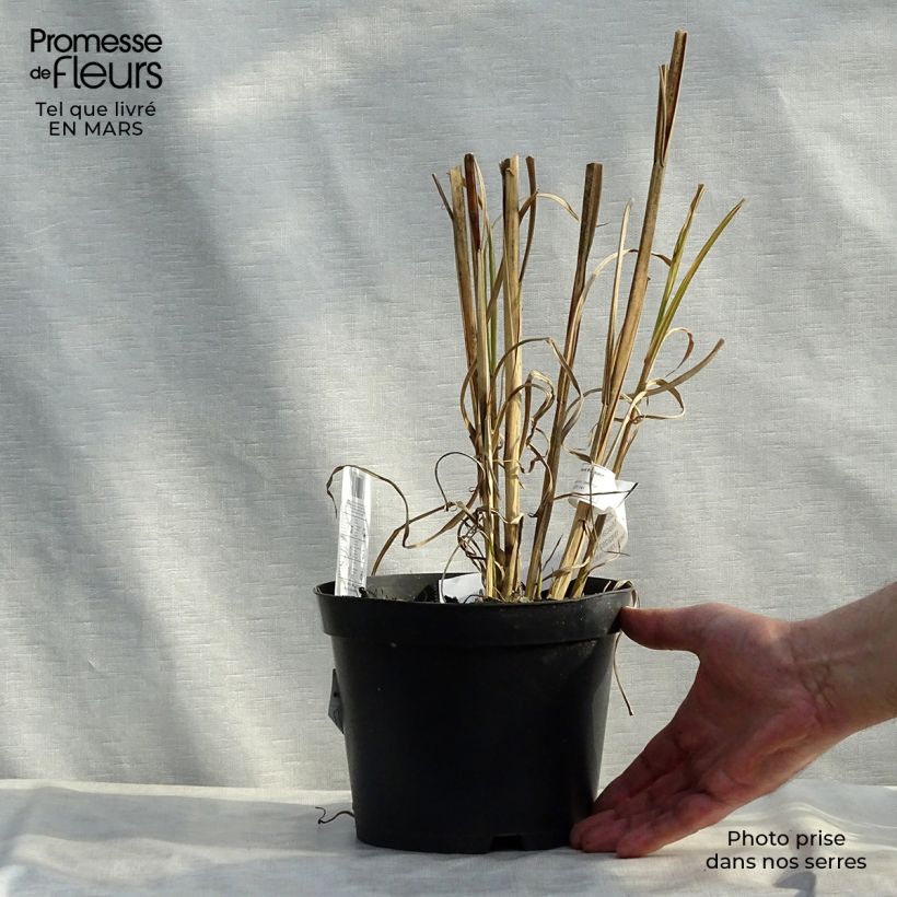 Miscanthus sinensis Zebrinus - Roseau de Chine en pot de 2L/3L esemplare consegnato in inverno