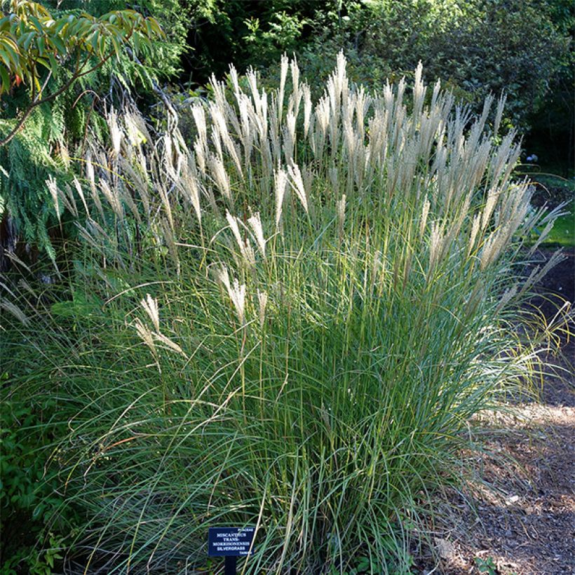 Miscanthus transmorrisonensis (Porto)