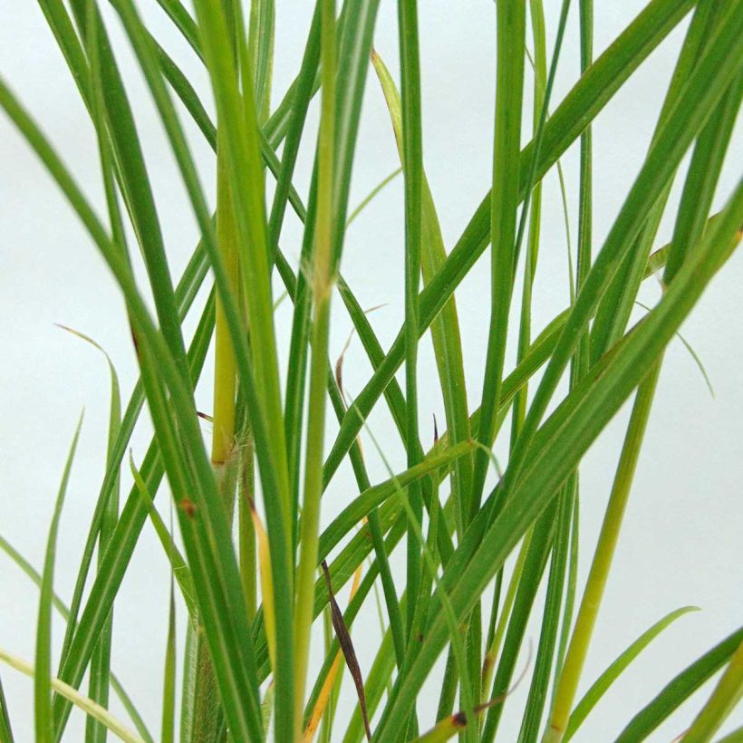 Miscanthus transmorrisonensis (Fogliame)